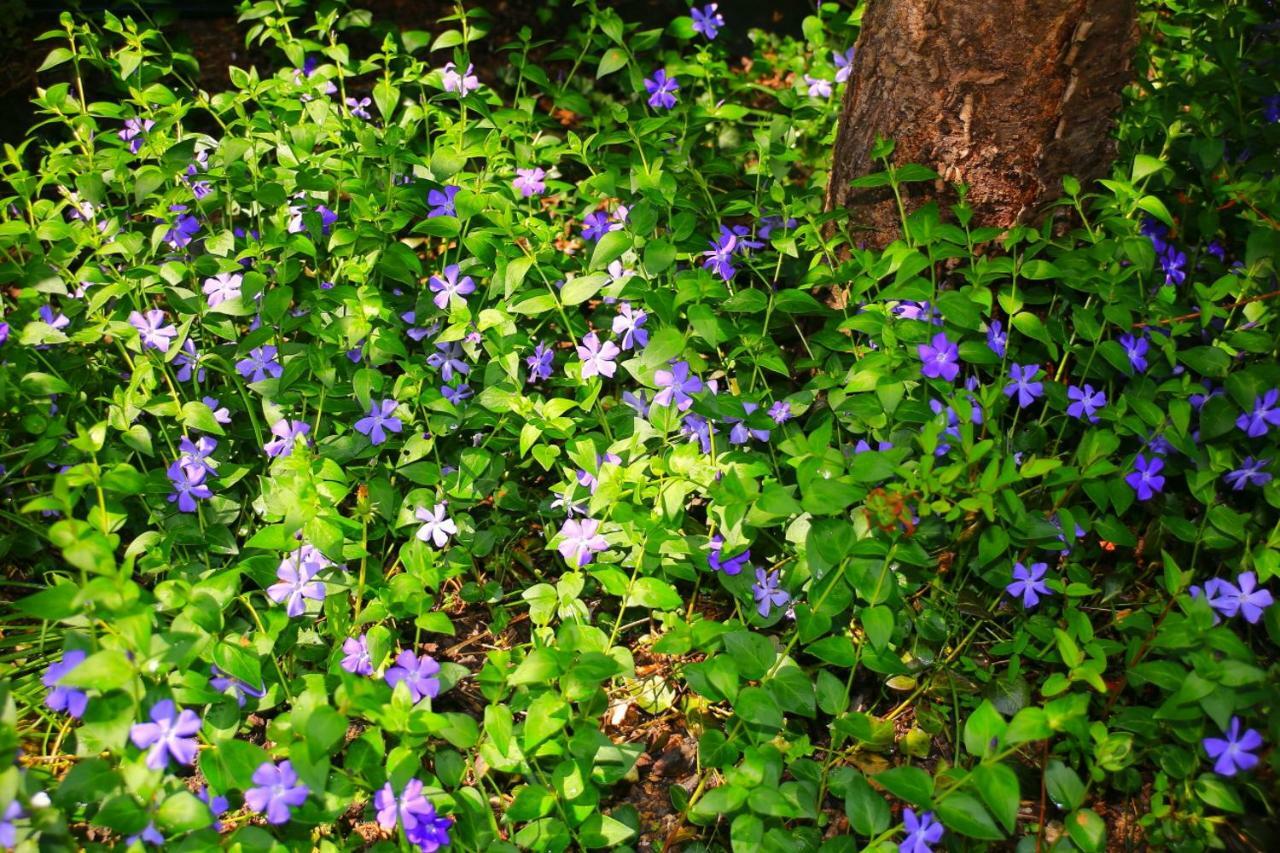 Mitten Im Seenland Und Spreewaldnah, Schoener Garten شتوركو المظهر الخارجي الصورة